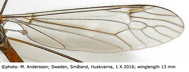wing