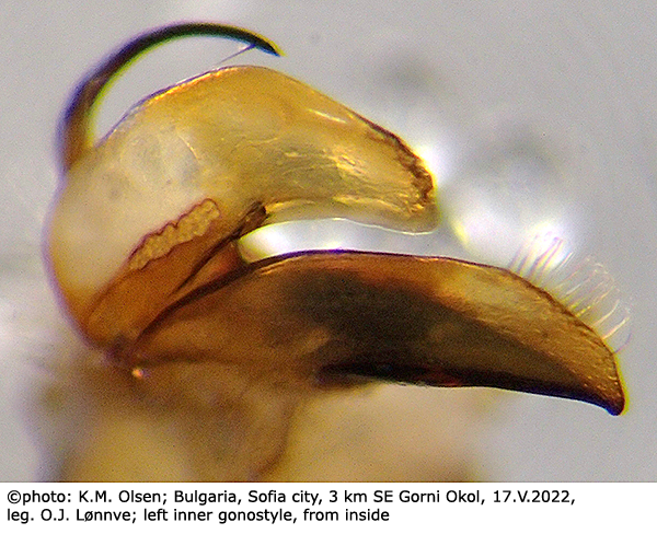 hypopygium