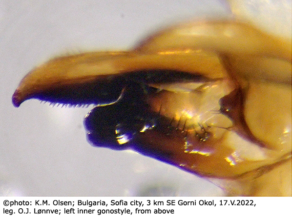hypopygium