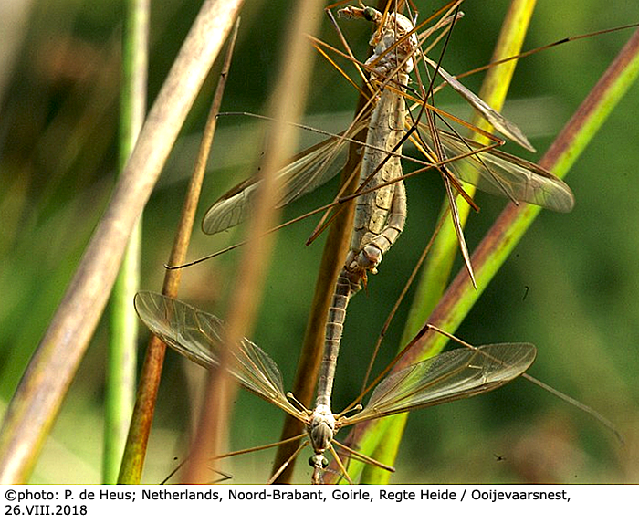 habitus - copula