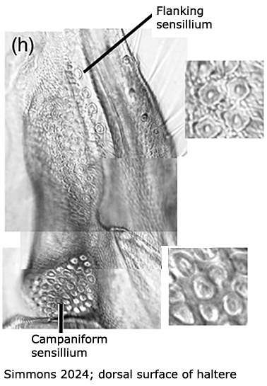 body part(s) - thorax