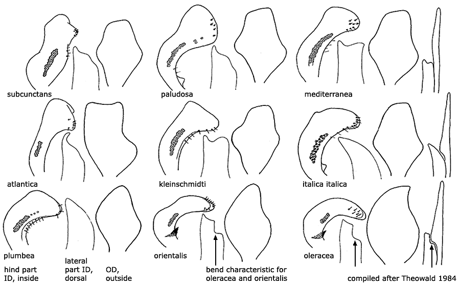 hypopygium