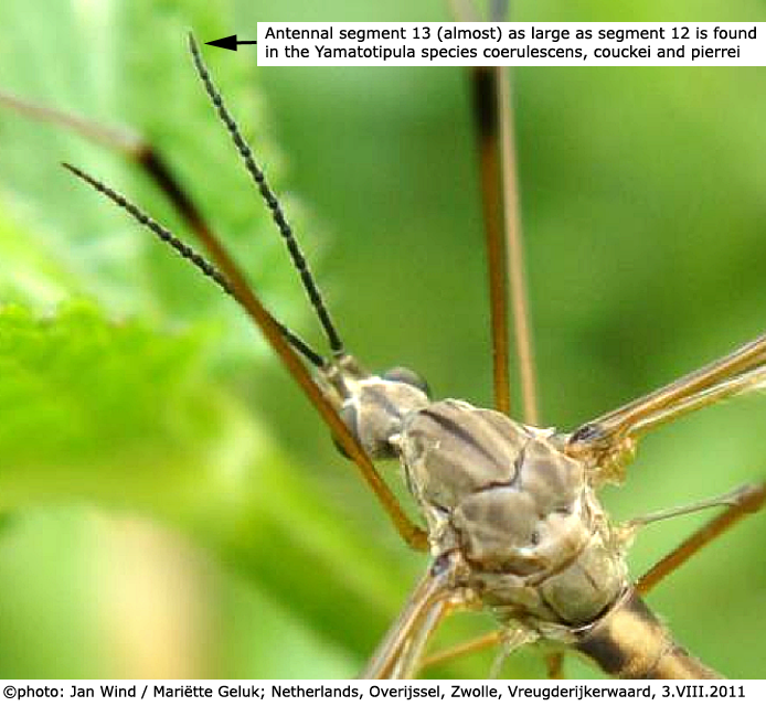 body part(s) - head and thorax