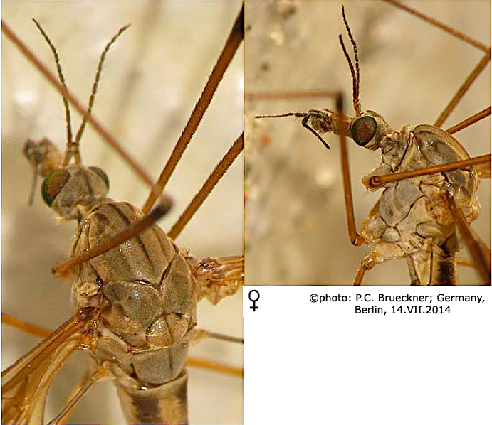 body part(s) - head and thorax