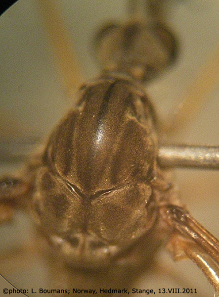 body part(s) - thorax