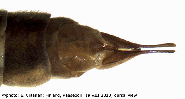 ovipositor