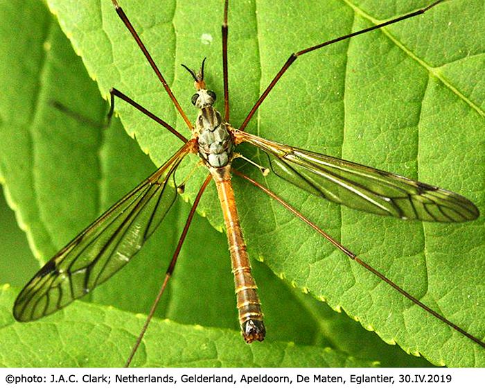 habitus - male