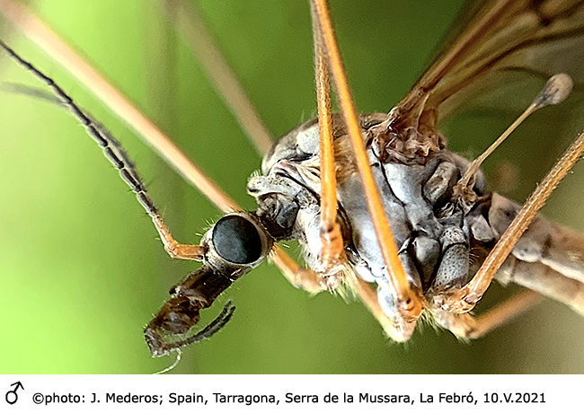 body part(s) - head and thorax