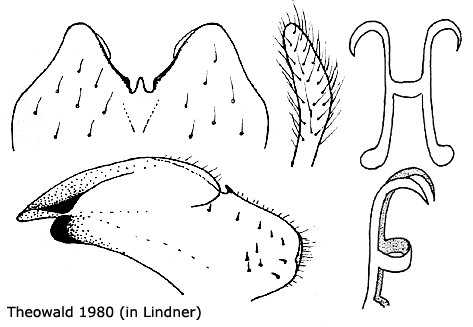 hypopygium