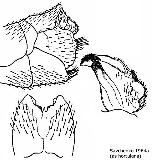 hypopygium