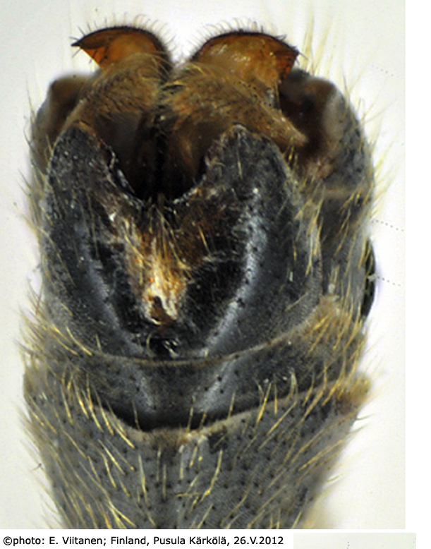 hypopygium