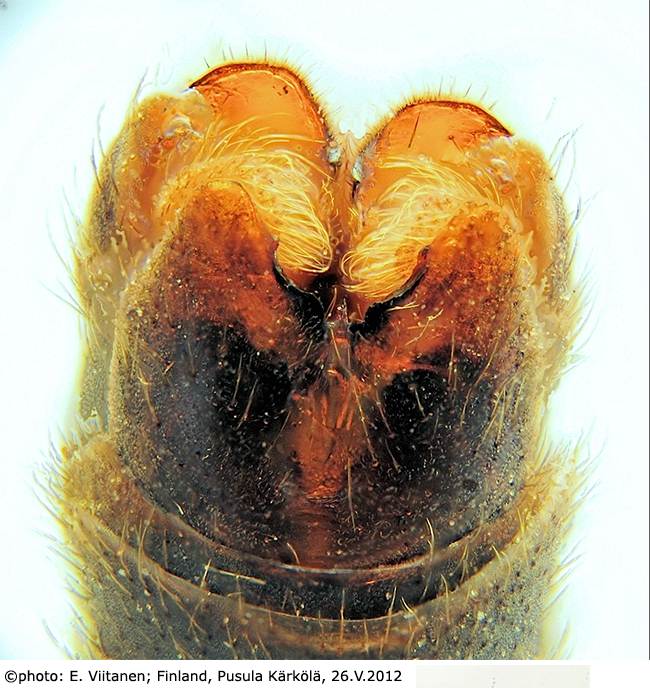 hypopygium