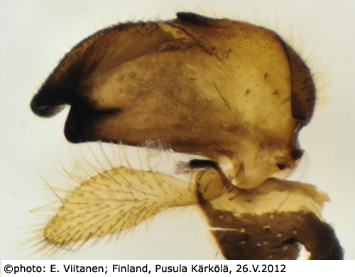 hypopygium