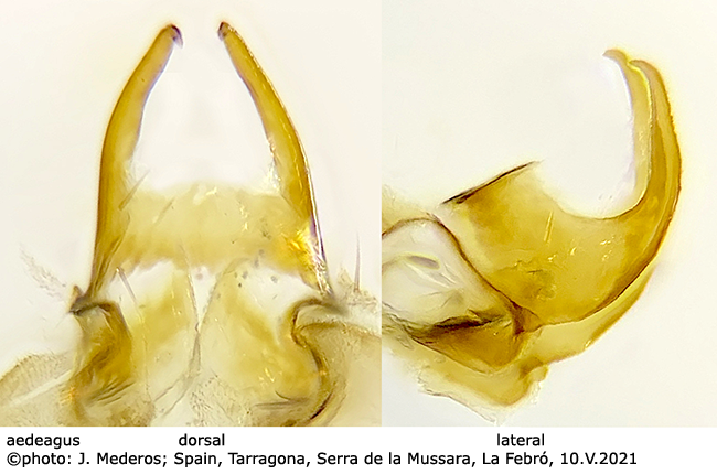 hypopygium