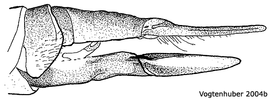 ovipositor