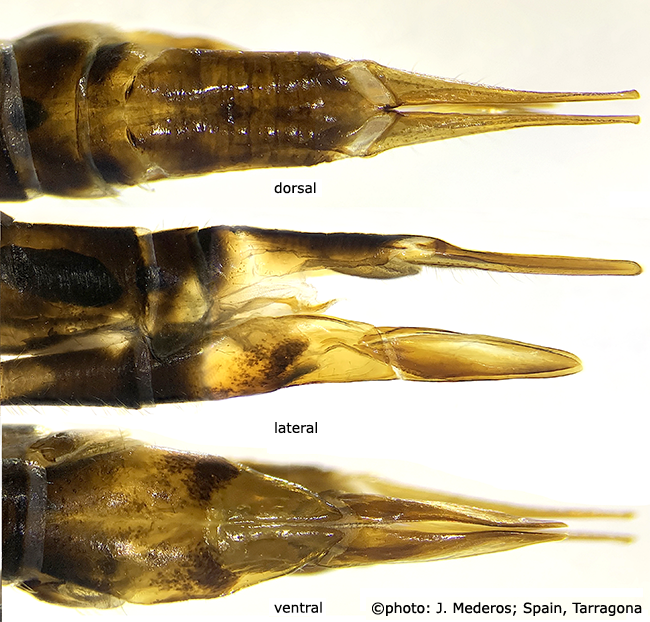 ovipositor