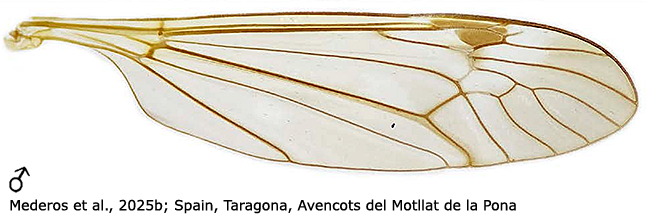 wing