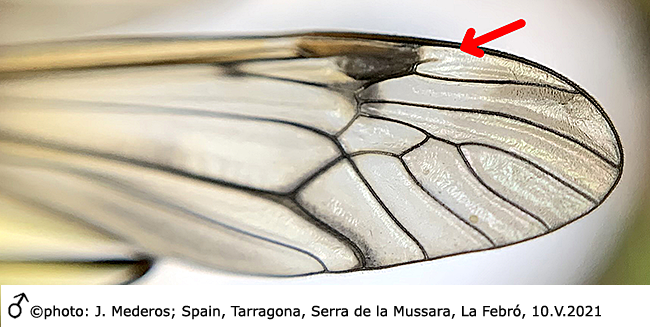 wing