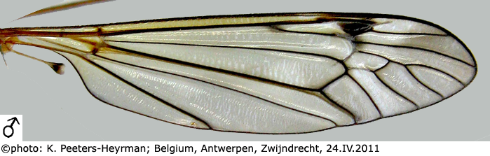 wing