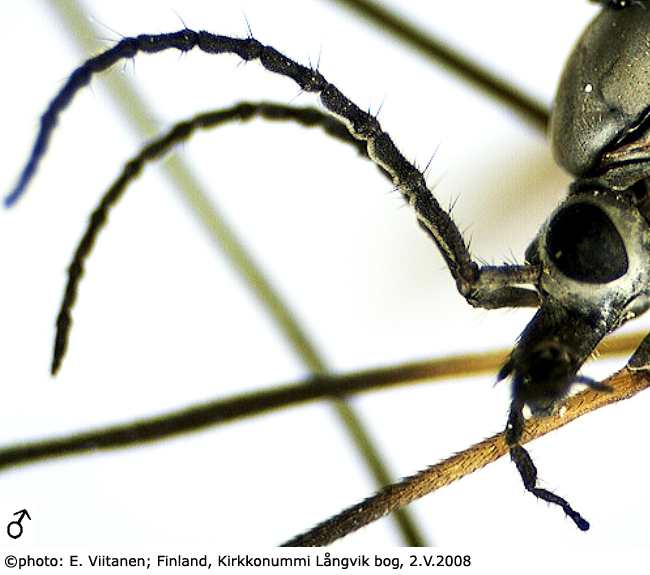 body part(s) - head and antenna