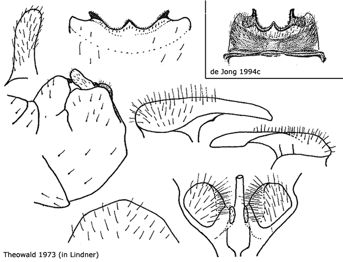 hypopygium