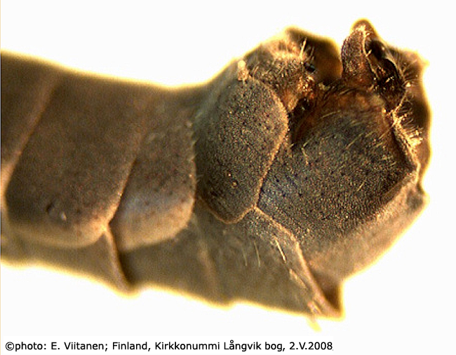 hypopygium