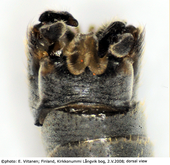 hypopygium