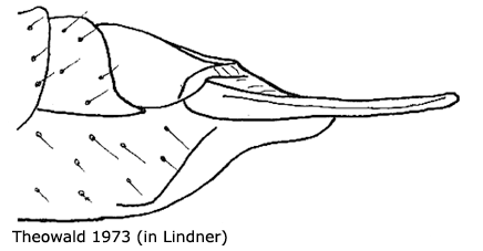ovipositor