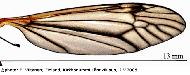 wing