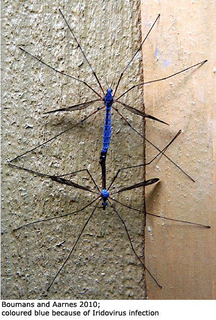 habitus - copula