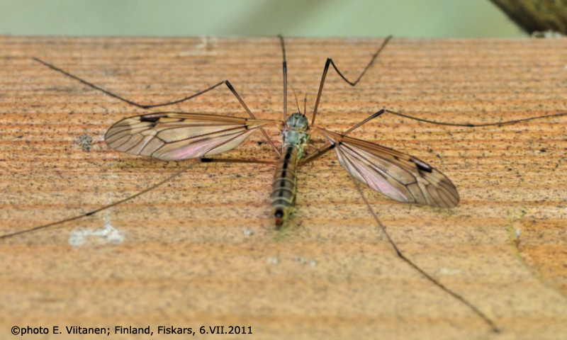 habitus - female