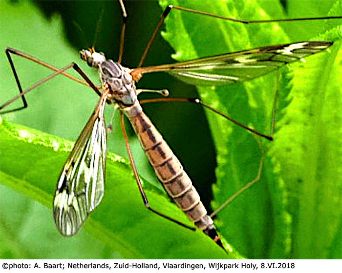 habitus - female