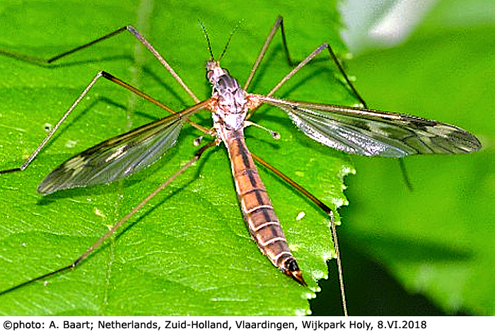 habitus - female