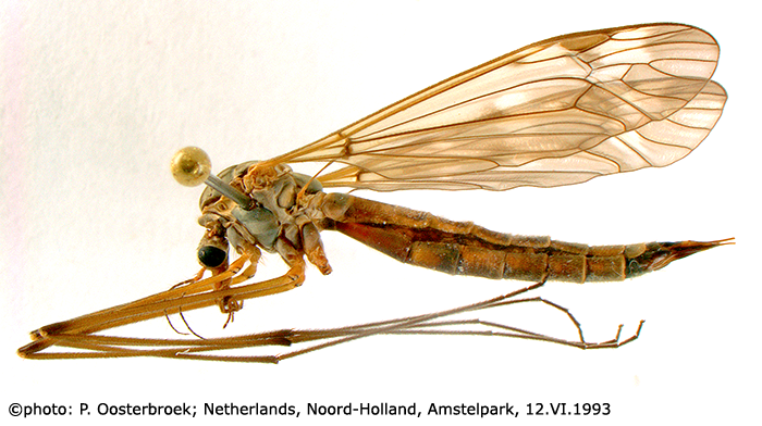 habitus - female