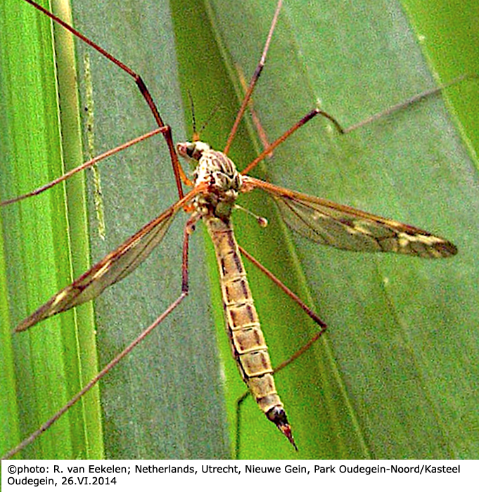 habitus - female