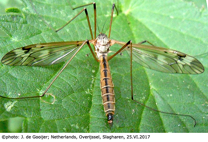 habitus - female