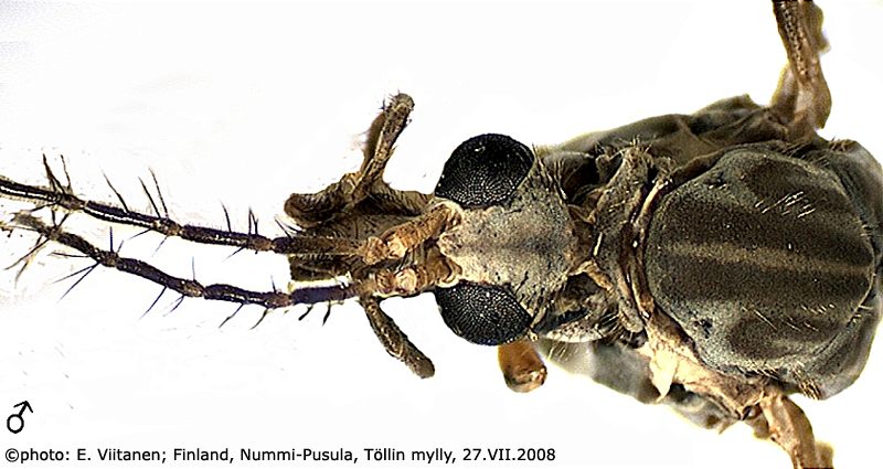 body part(s) - head and thorax