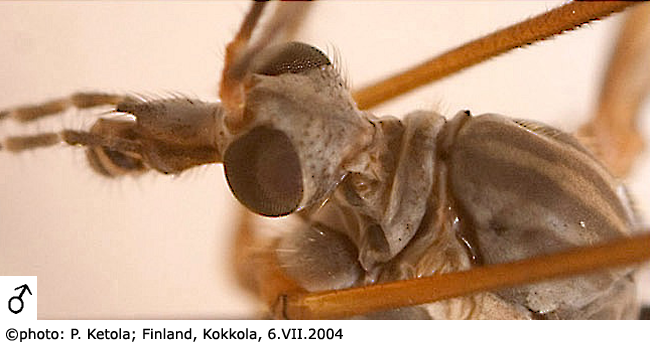 body part(s) - head and thorax