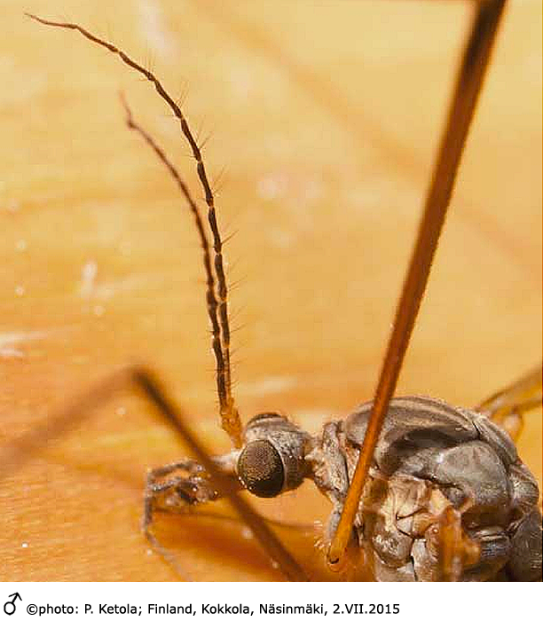 body part(s) - head and thorax