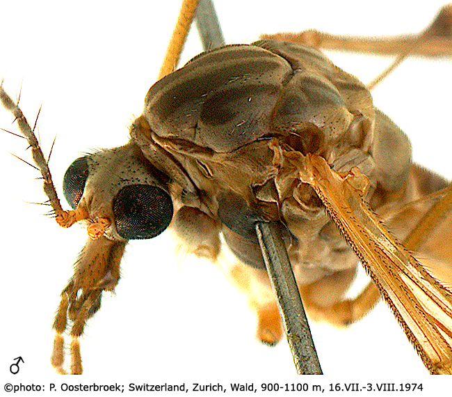 body part(s) - head and thorax