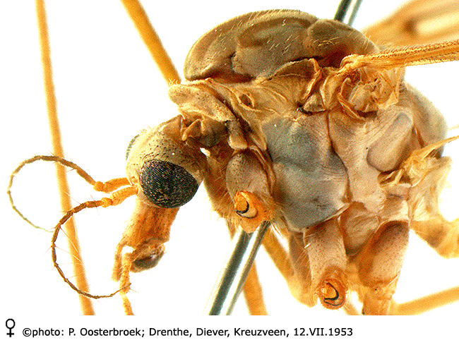 body part(s) - head and thorax