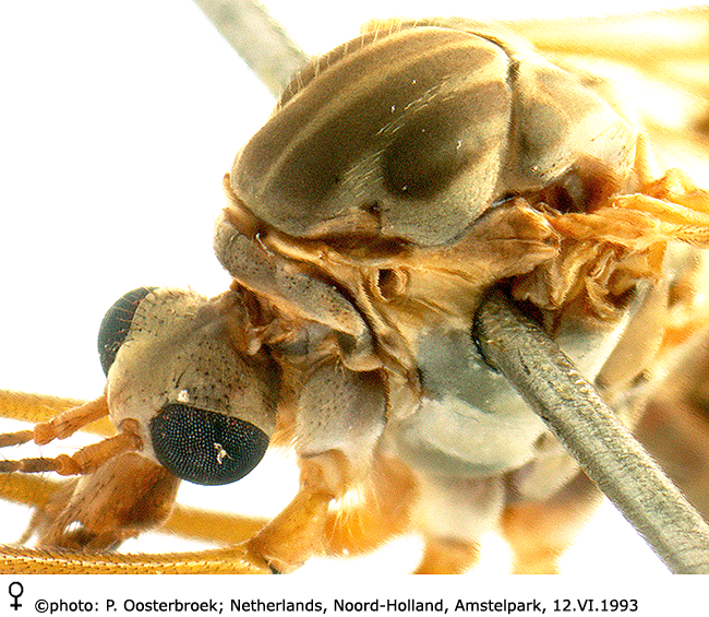 body part(s) - head and thorax