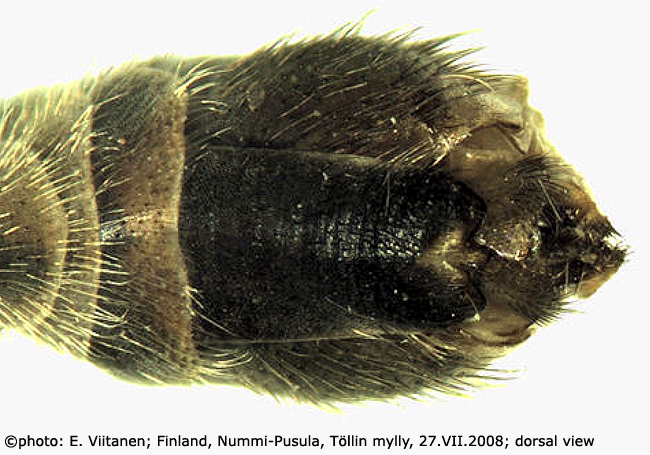 hypopygium
