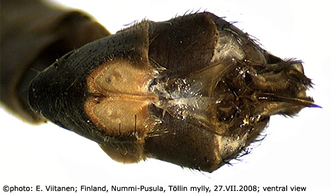 hypopygium