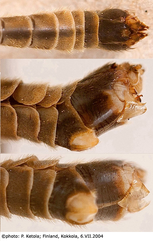 hypopygium
