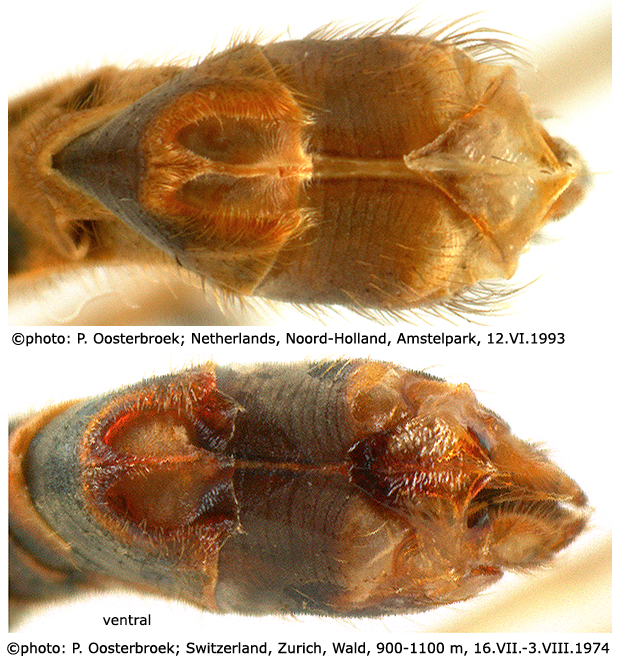 hypopygium