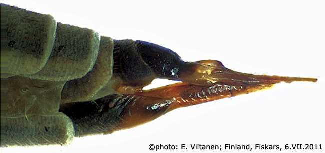 ovipositor