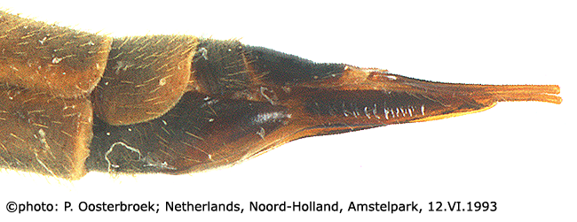 ovipositor