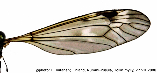 wing