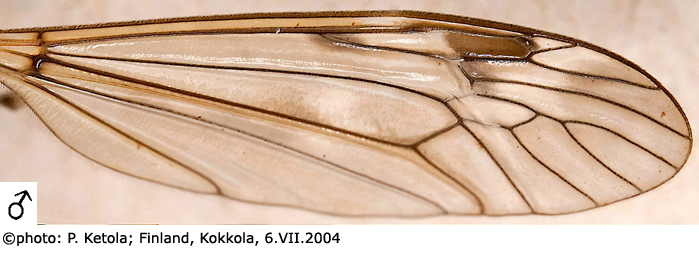 wing